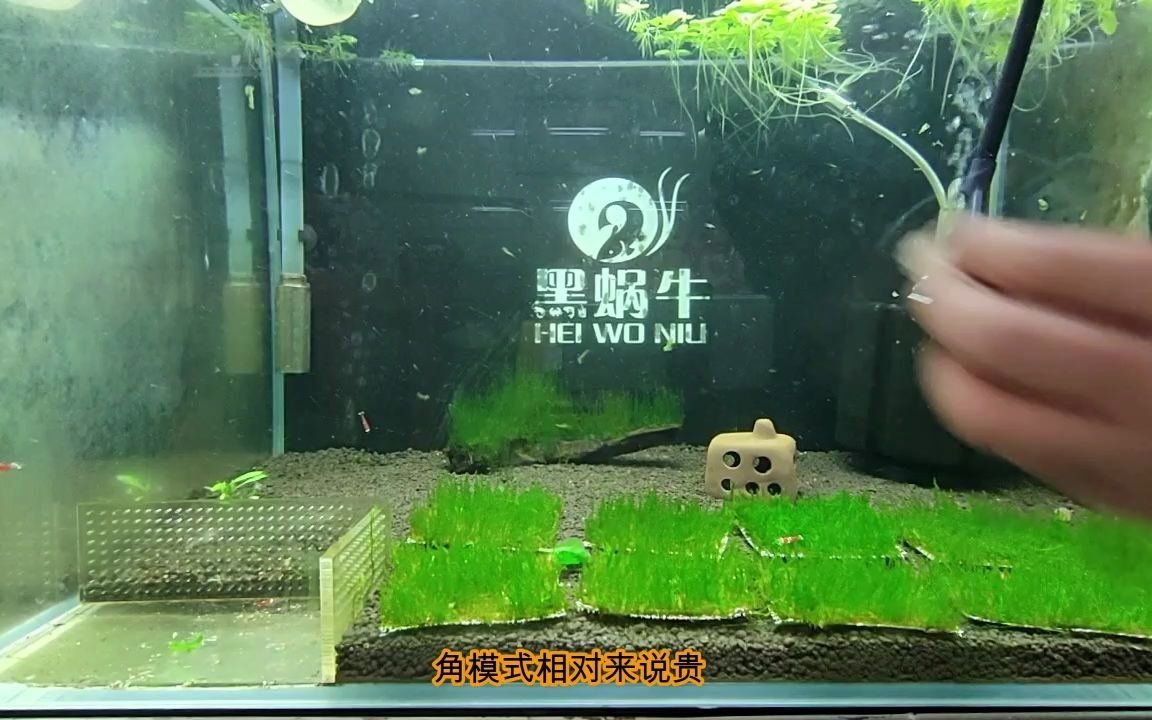 养水晶虾火焰莫斯水草介绍哔哩哔哩bilibili