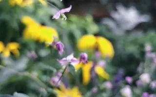 宿根草花 哔哩哔哩 Bilibili