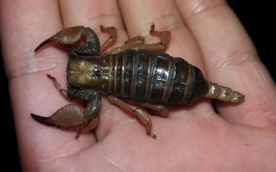 非保育林神异蝎对金直间捕鸟蛛秘鲁收场