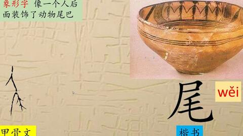 尾 尾大不掉 汉字演变 汉字 趣味识字 象形字 甲骨文 哔哩哔哩 Bilibili