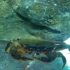 今天来喂溪流石缸里面的小螃蟹