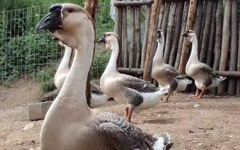 狮头鹅鹅苗世界上大型鹅世界鹅王