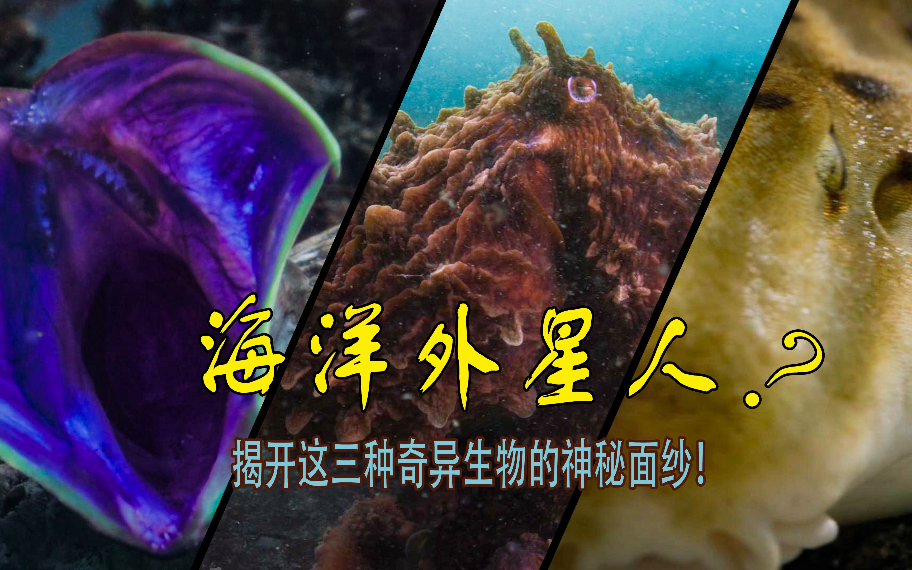 深海怪物大揭秘:这三种生物让你不寒而栗!