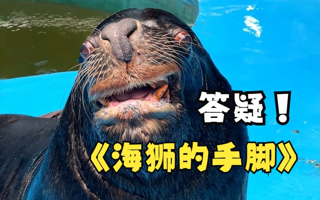 今天给大家答疑一下海狮的手jiao