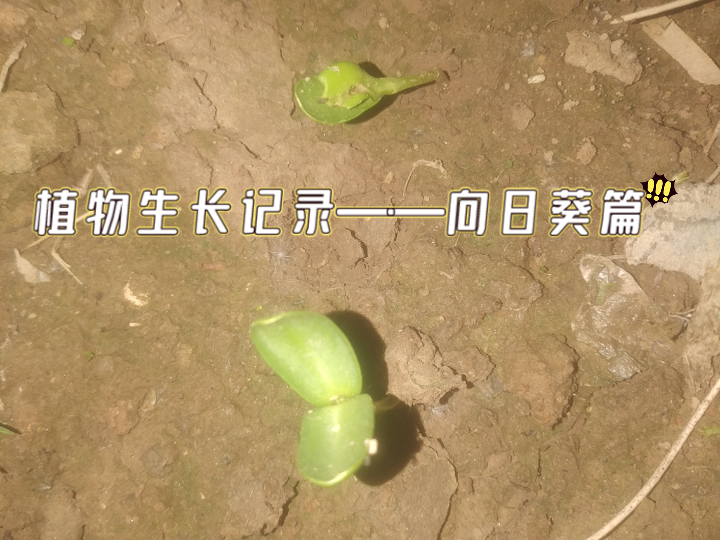 植物生长记录——向日葵篇哔哩哔哩bilibili