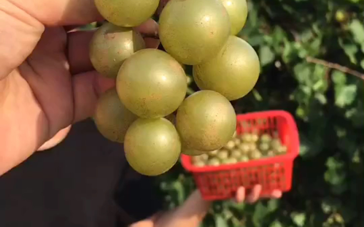 美洲葡萄"盆香蜜",替大家尝过了,味道着实不错