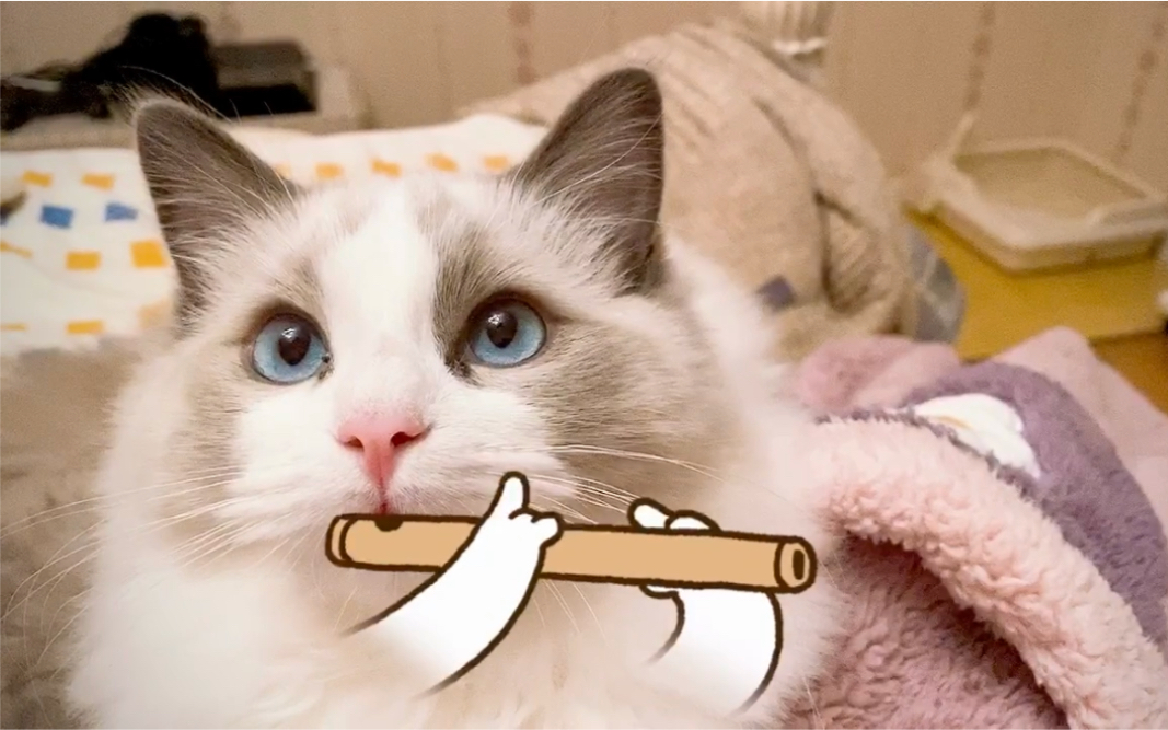 【布偶猫】吹笛子的布偶猫～糖球球_哔哩哔哩 (゜-゜)つロ 干杯~-bili