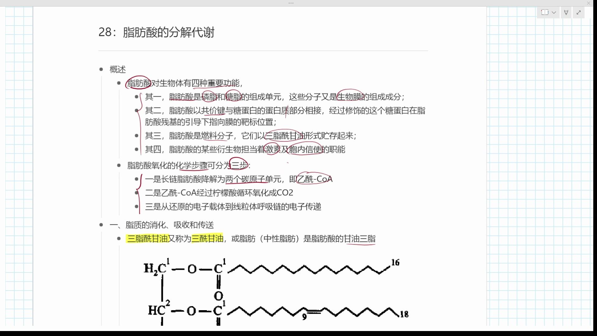 28:脂肪酸的分解代谢