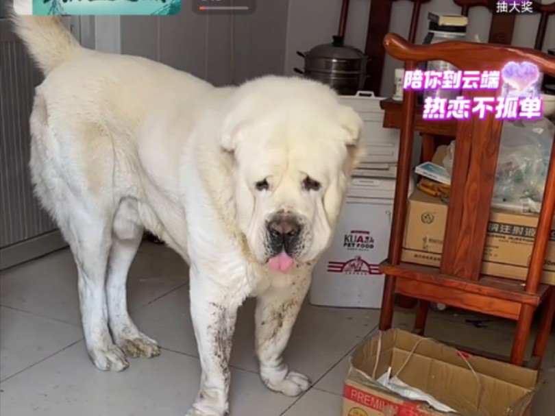 中亚牧羊犬,被畸形审美几乎完全毁掉的犬种哔哩哔哩bilibili