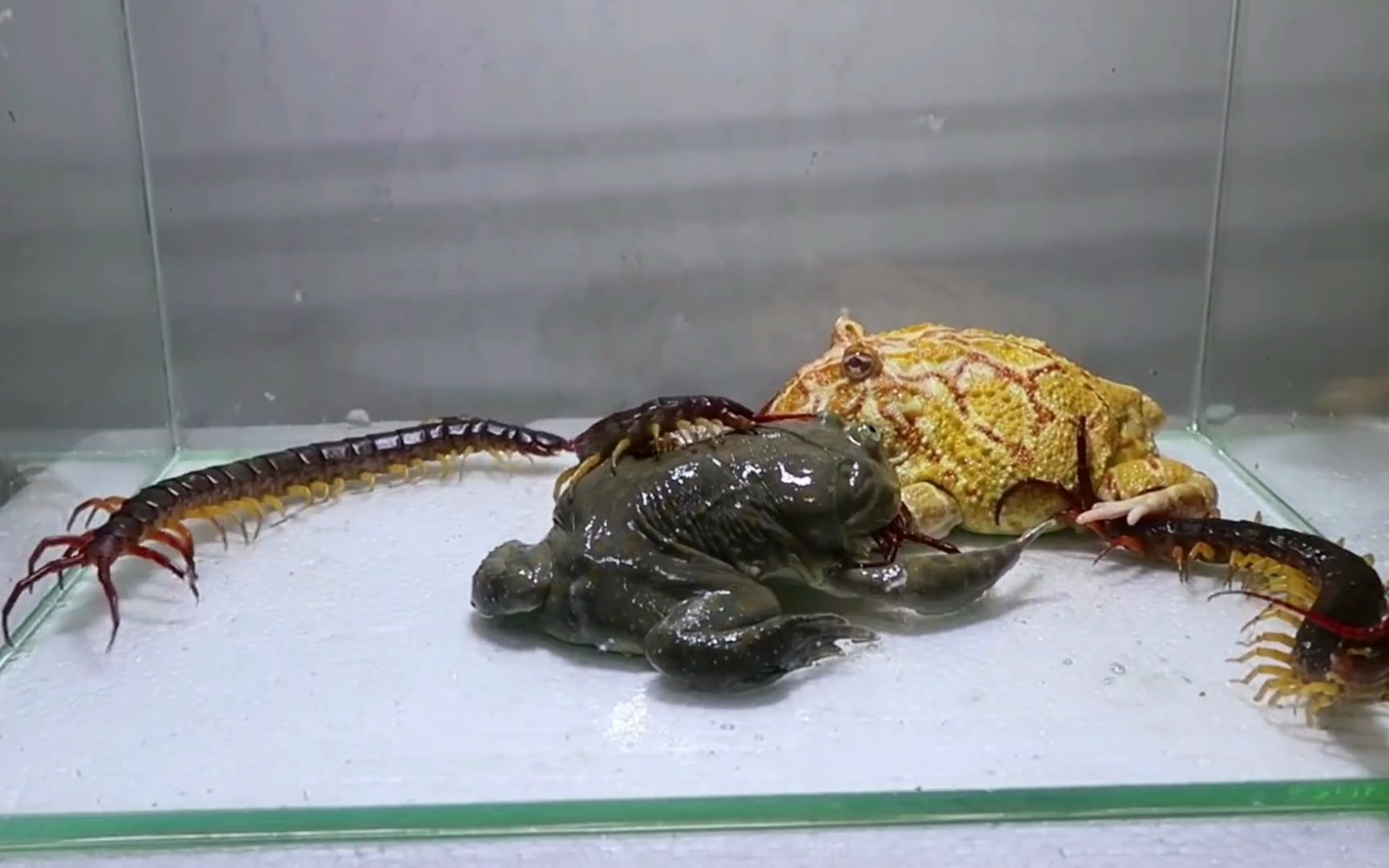 动物生死决斗:3条巨人蜈蚣大战角蛙和小丑蛙,你认为谁会赢呢?