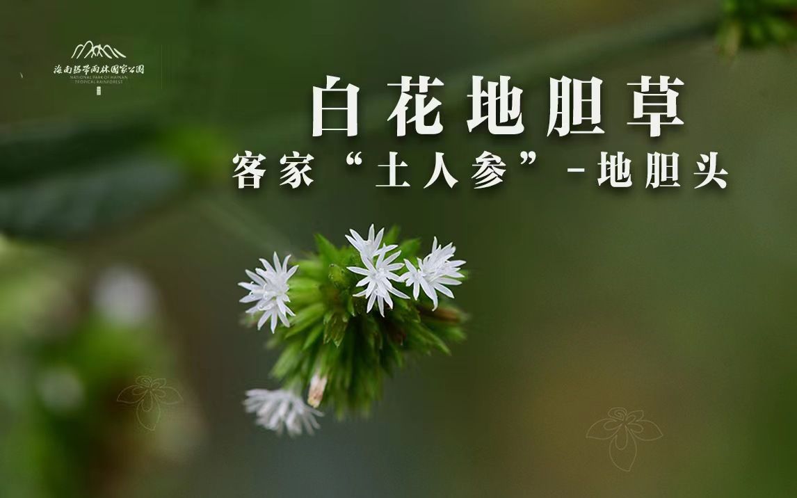 白花地胆草功效图片