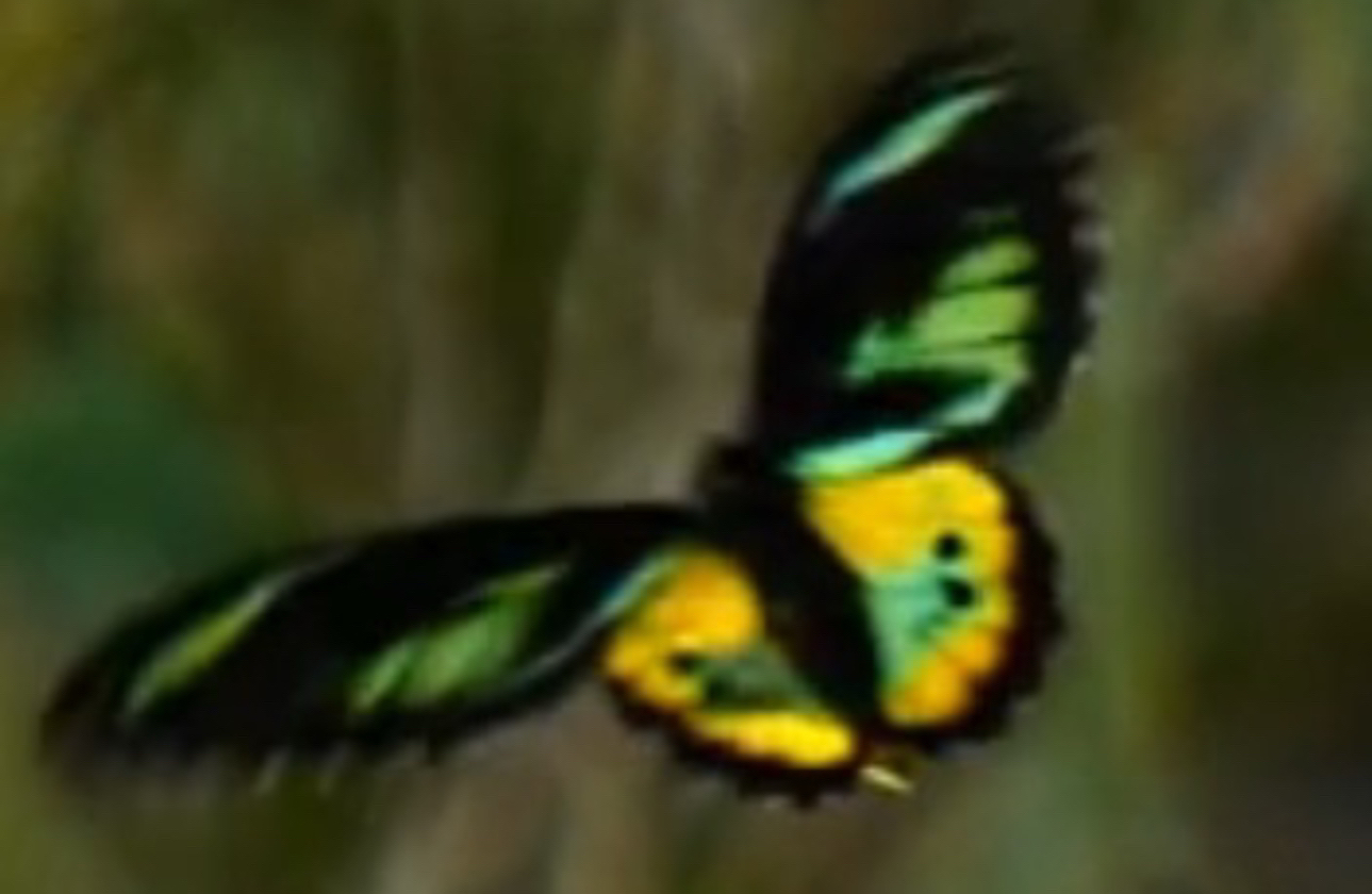 黄绿鸟翼凤蝶Ornithoptera rothschildi哔哩哔哩bilibili