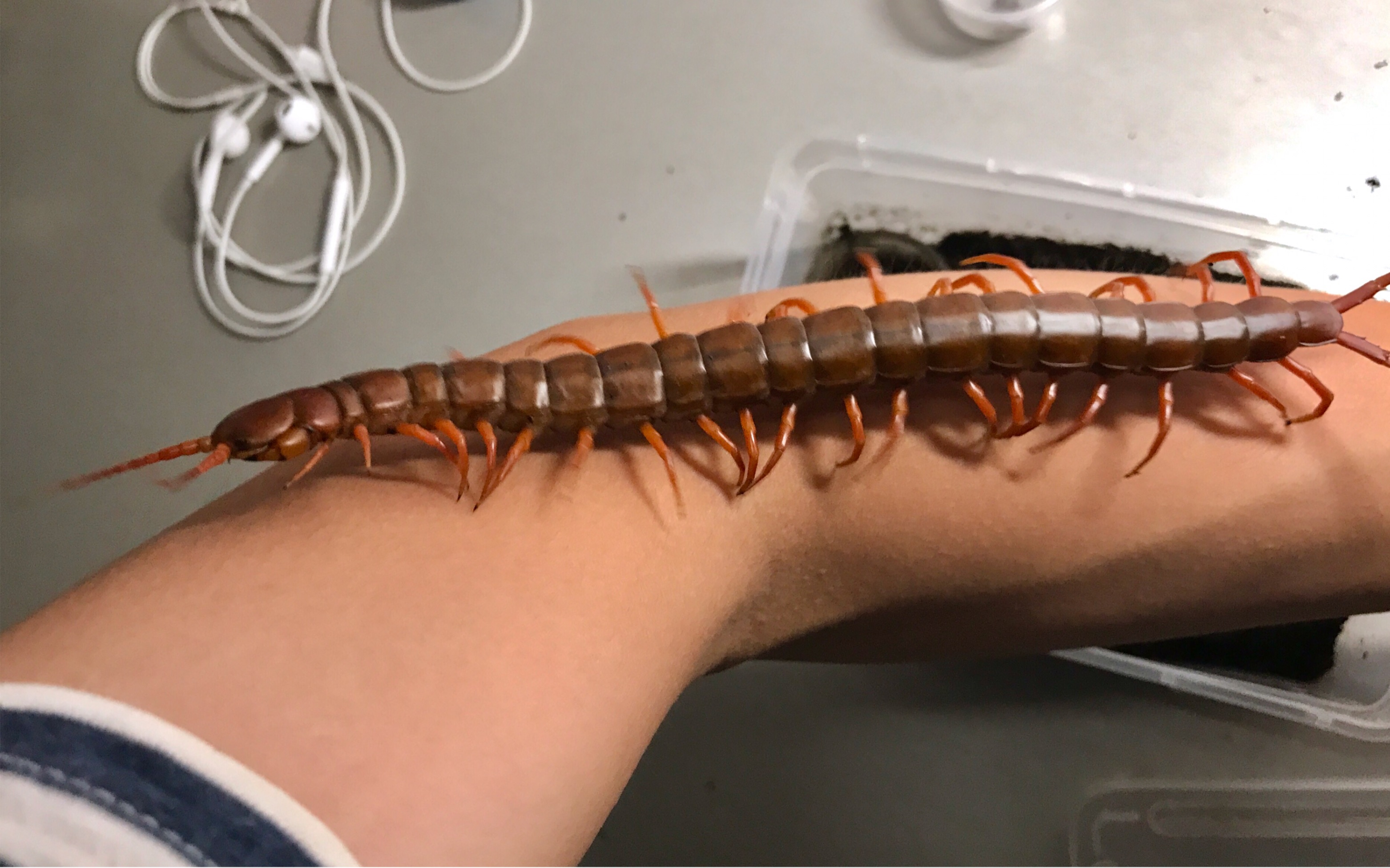 【红龙蜈蚣】摸清脾气 放心把玩 完美回归【蜈蚣】听说up主上手越南