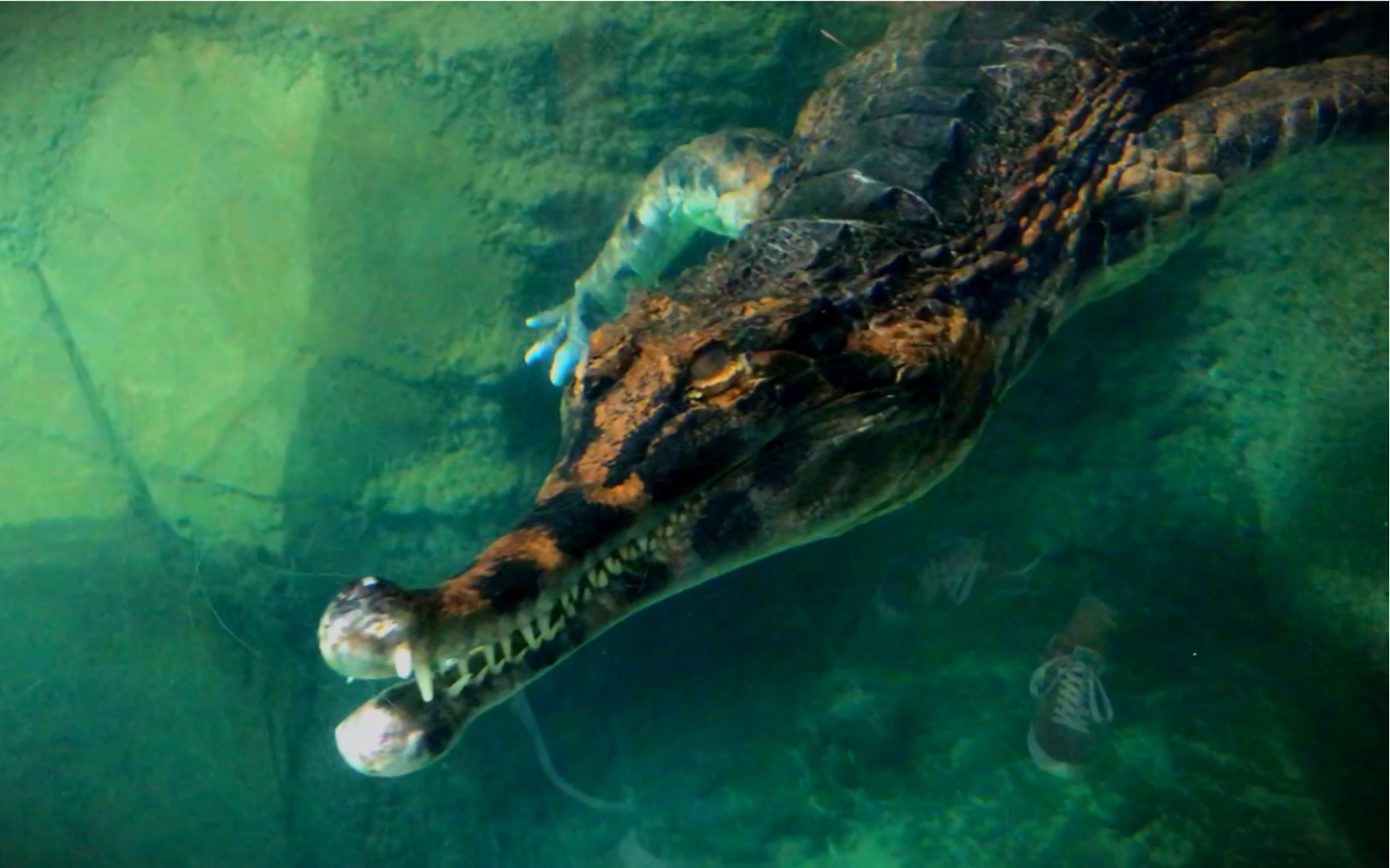 【鳄鱼】超近距离观看鳄鱼在水中的状态