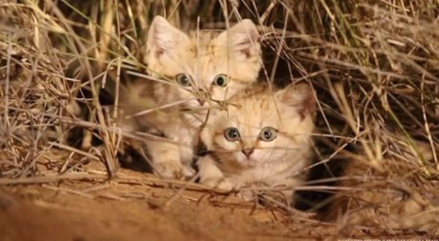 养牢底坐穿的猫1 沙丘猫