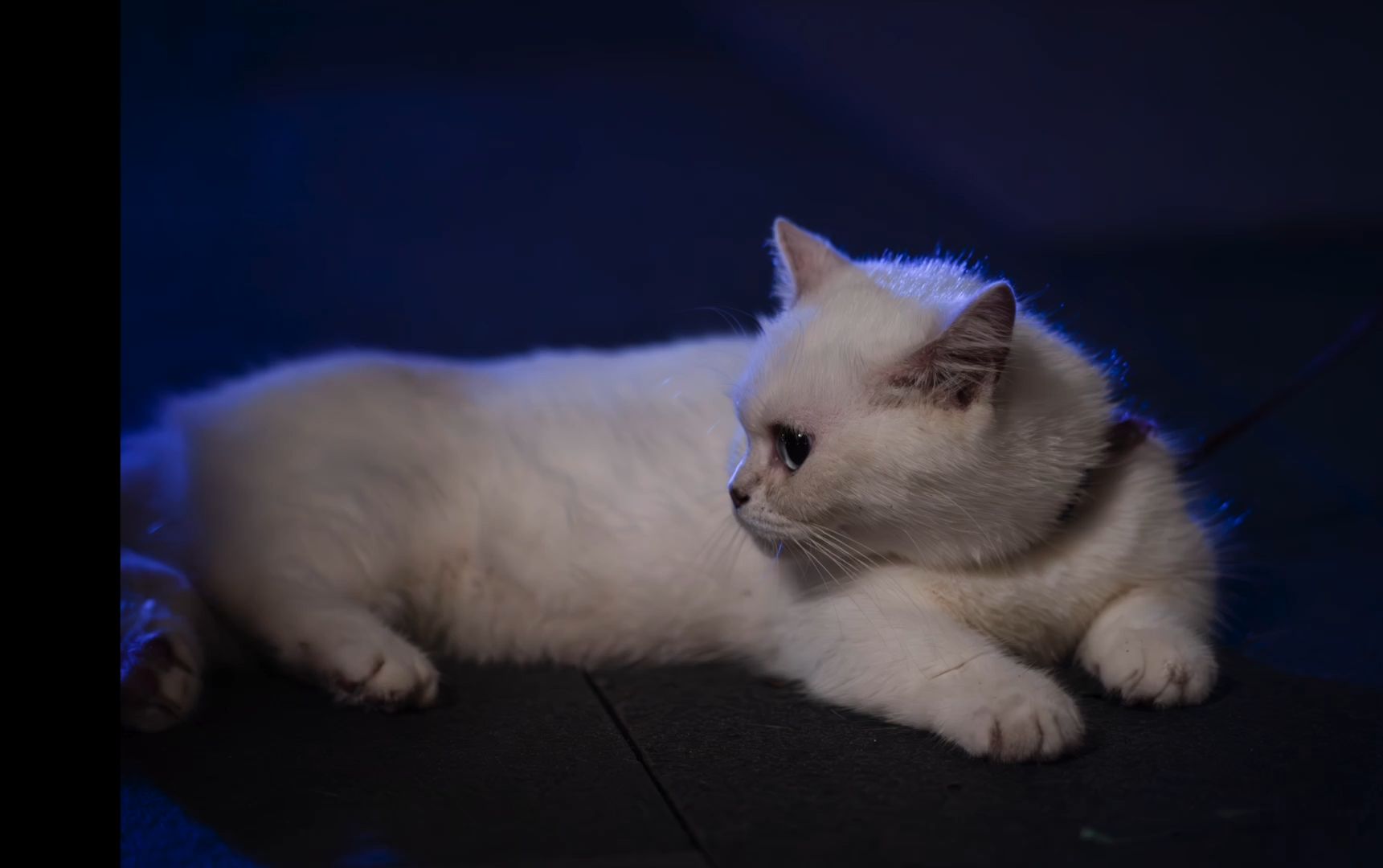 国产长焦镜头_海鸥135mm f2.8全开测试