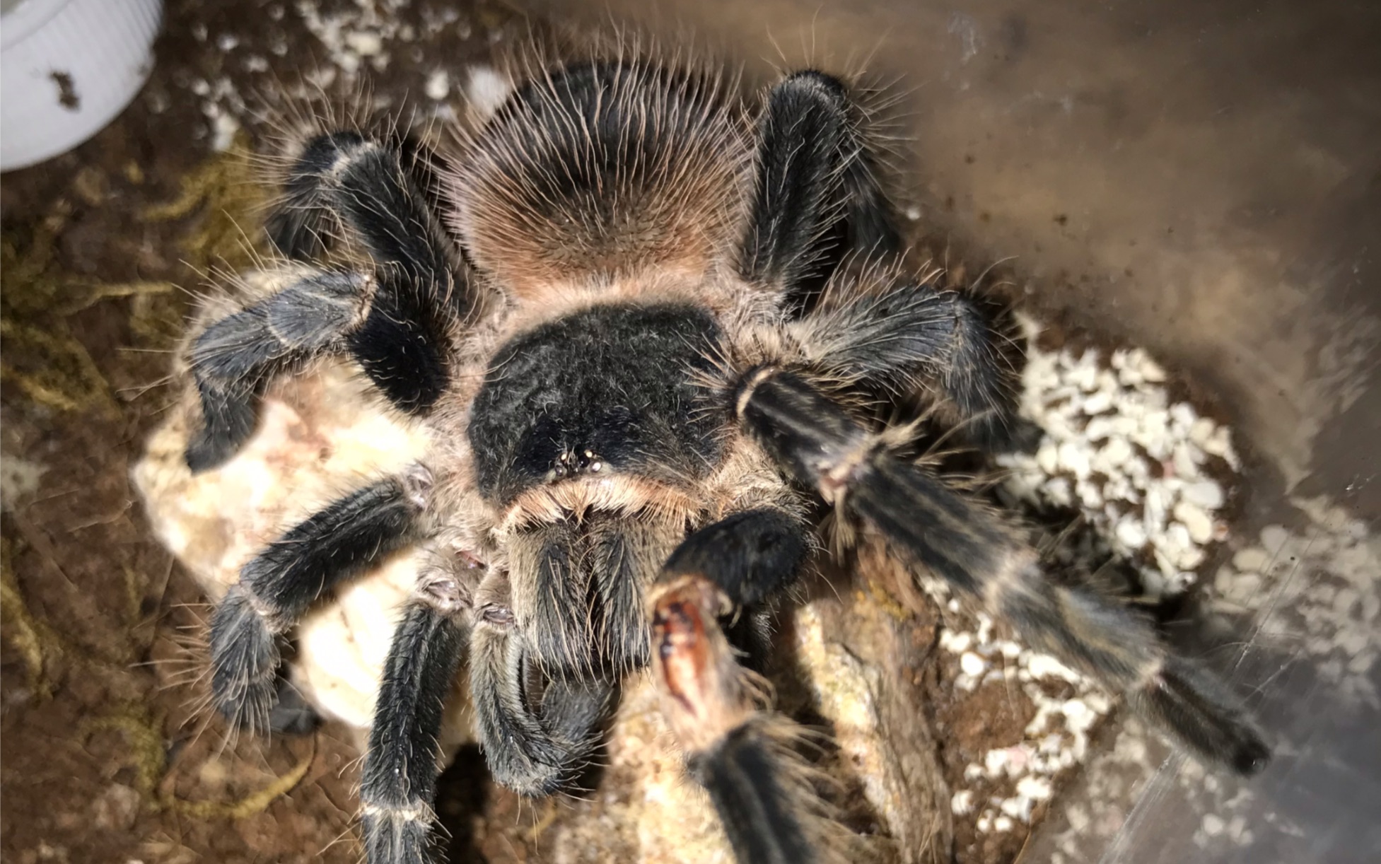 巴伊亚猩红(lasiodora klugi)捕食漏斗蛛