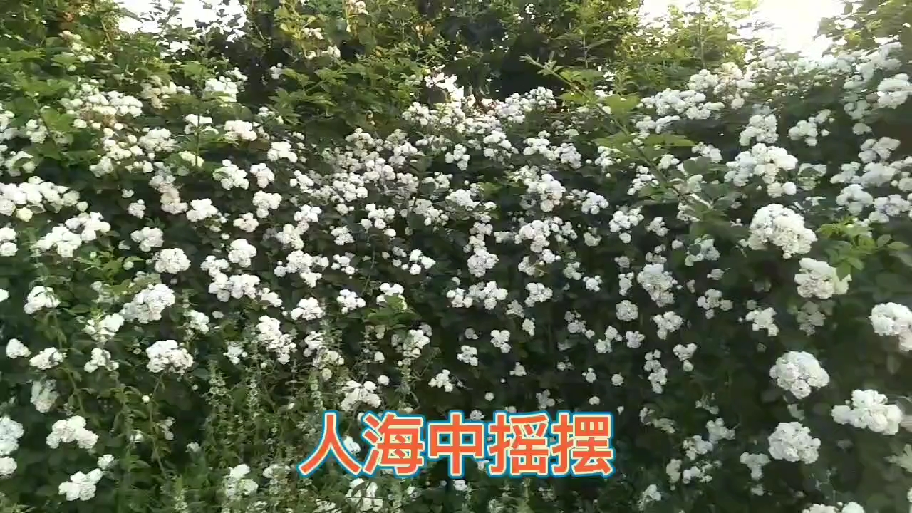 紫薇花开哔哩哔哩bilibili