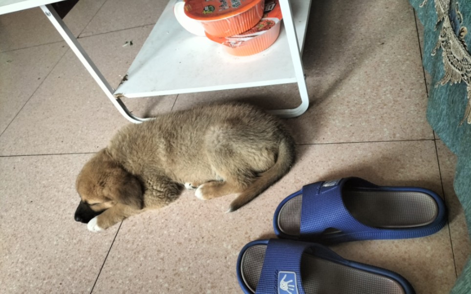 东北大笨狗幼犬被撞掉腰子历时九天,终于康复,太不容易了