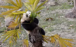 下载视频: 云朵带崽，有个很活泼的熊猫宝宝，霍霍小树被麻麻抓包了【大熊猫云朵】