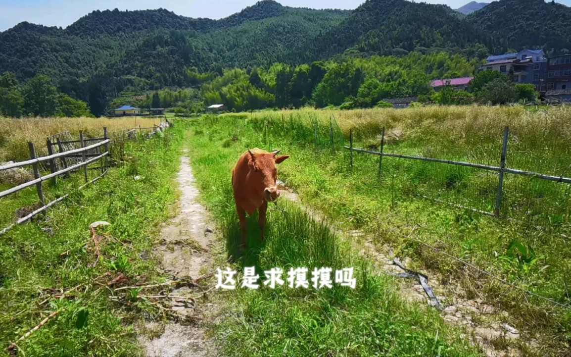 井冈山乡村春日小景哔哩哔哩bilibili