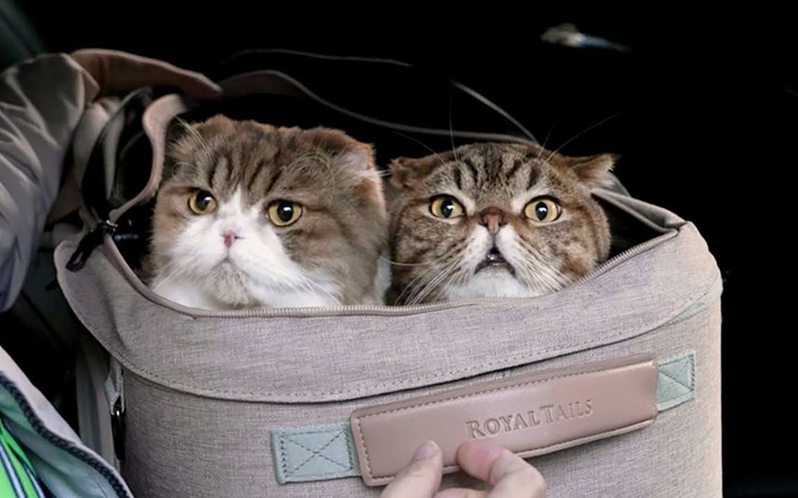 【鹅与十只猫】(字幕待补)chuchu7815lulu