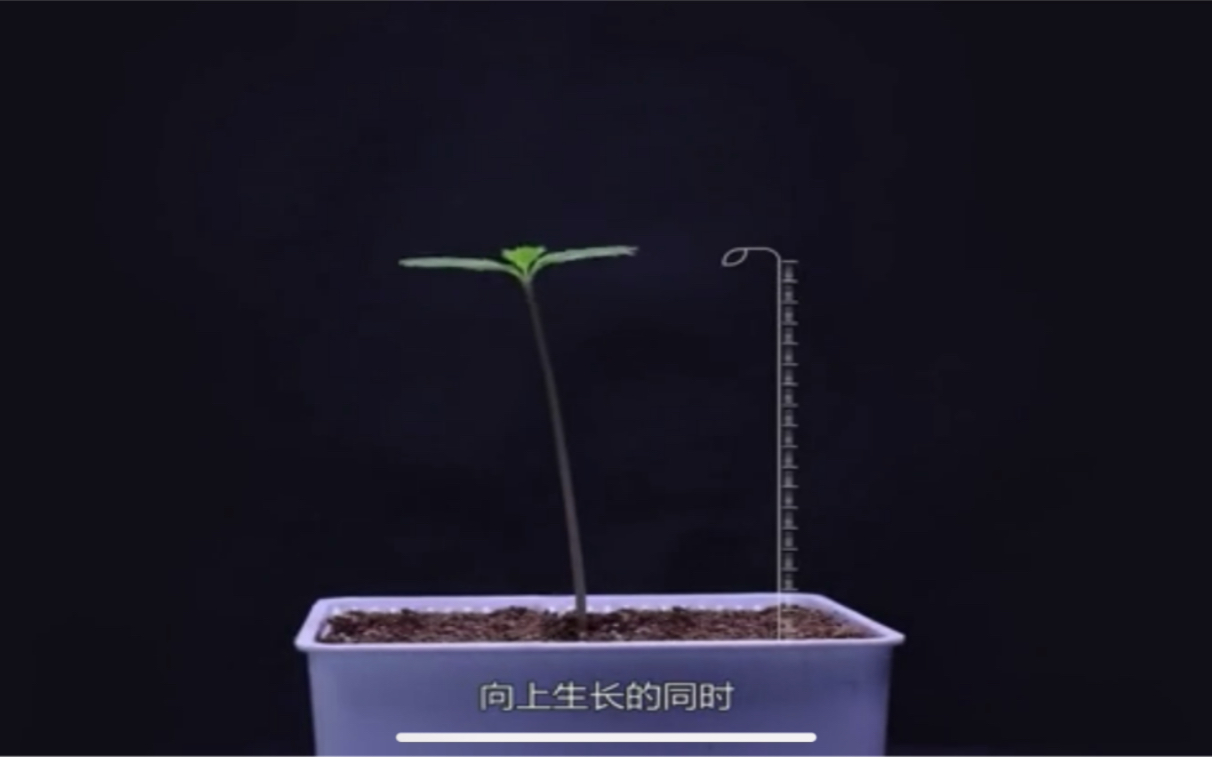 [图]【植物生长的延迟摄影】凤仙花的茎和叶的生长