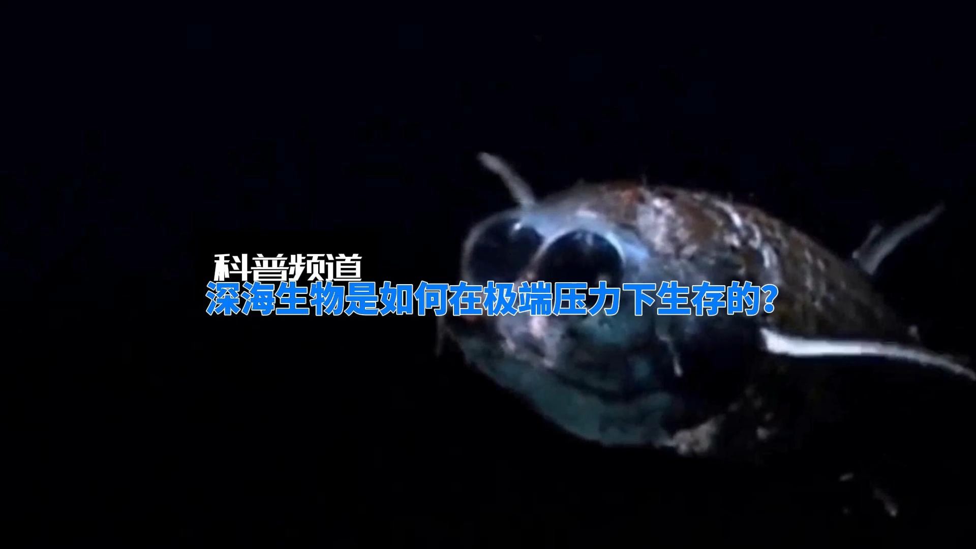在极端压力下存在着那些深海生物?