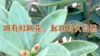 Download Video: 真的是可以治愈一切的花