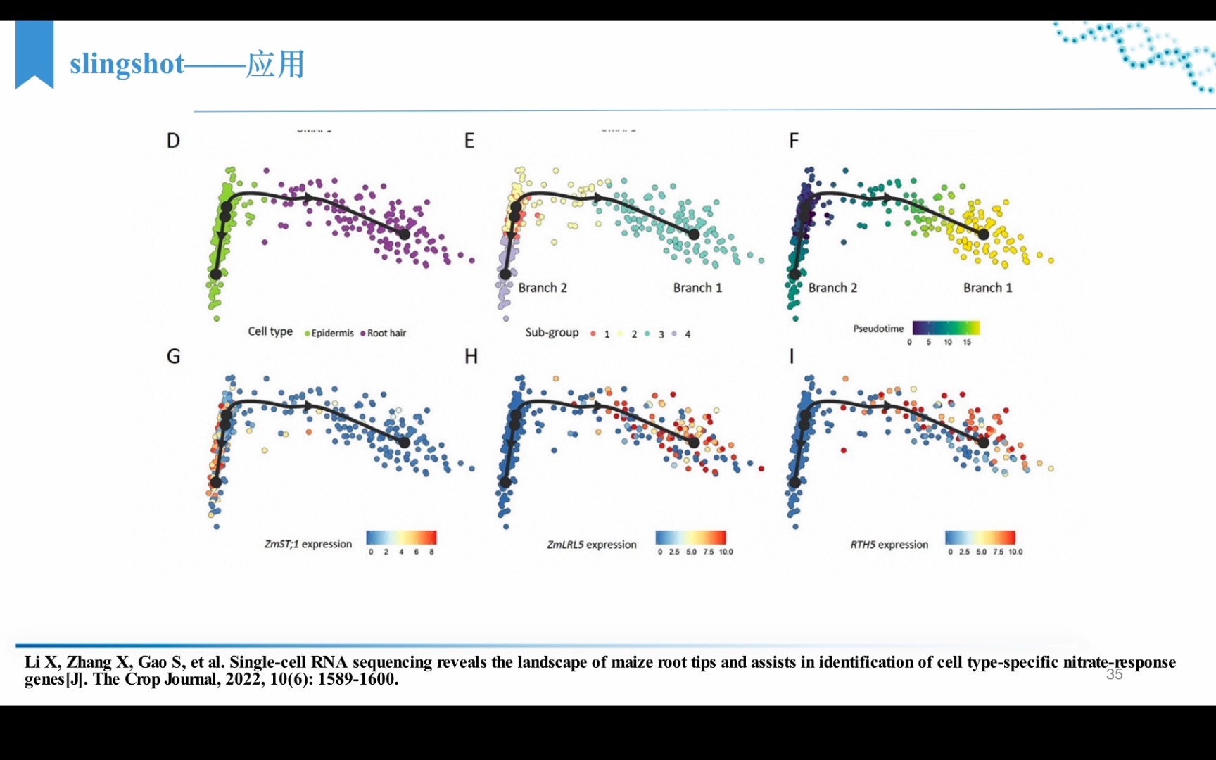 单细胞转录组高级分析 | 细胞分化分析 | 简单线性轨迹slingshot原理哔哩哔哩bilibili
