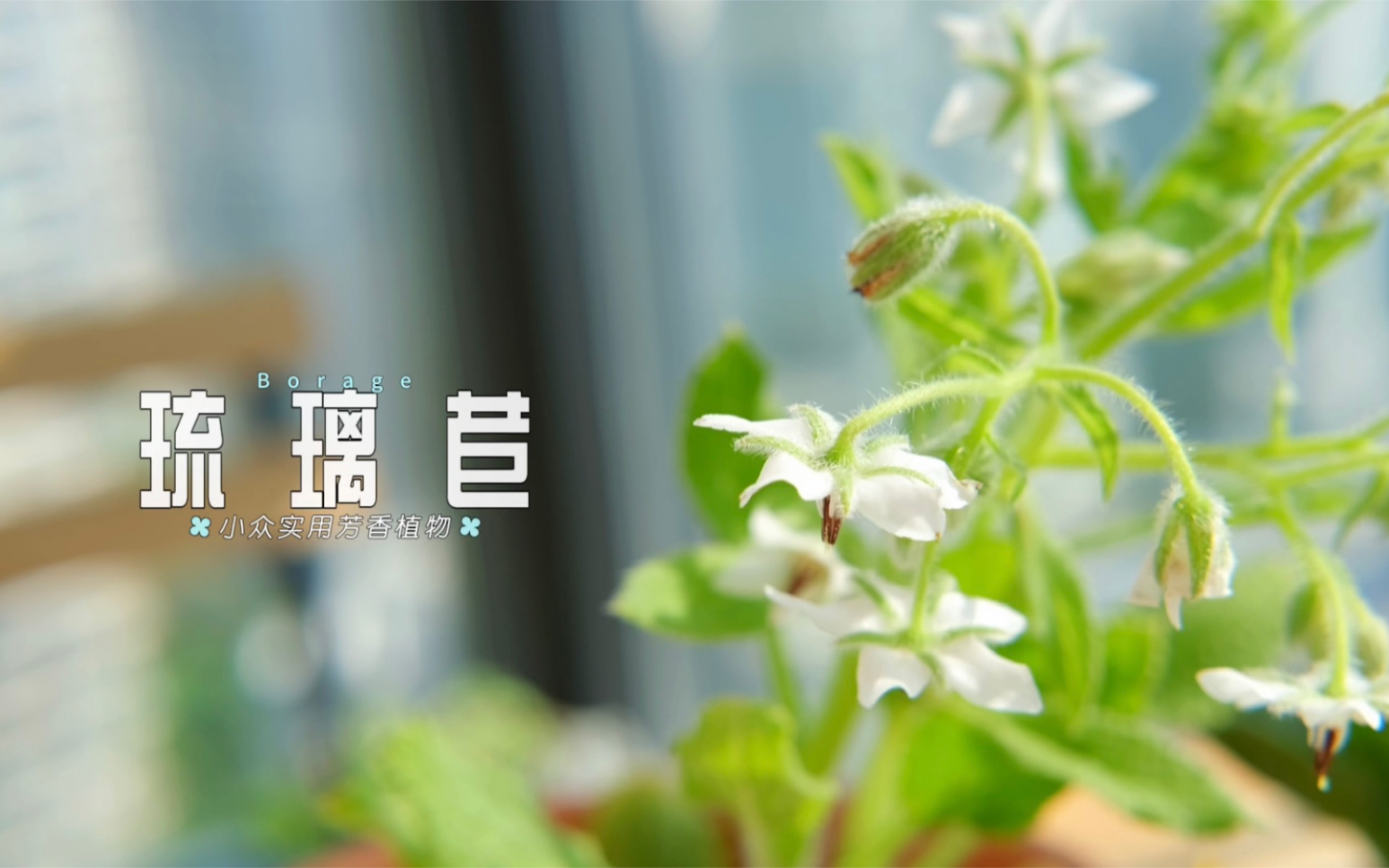 「小众实用香草推荐01 期」琉璃苣——能吃能看还能招蜂引蝶的神仙fa朵 |打造阳台芳香园哔哩哔哩bilibili