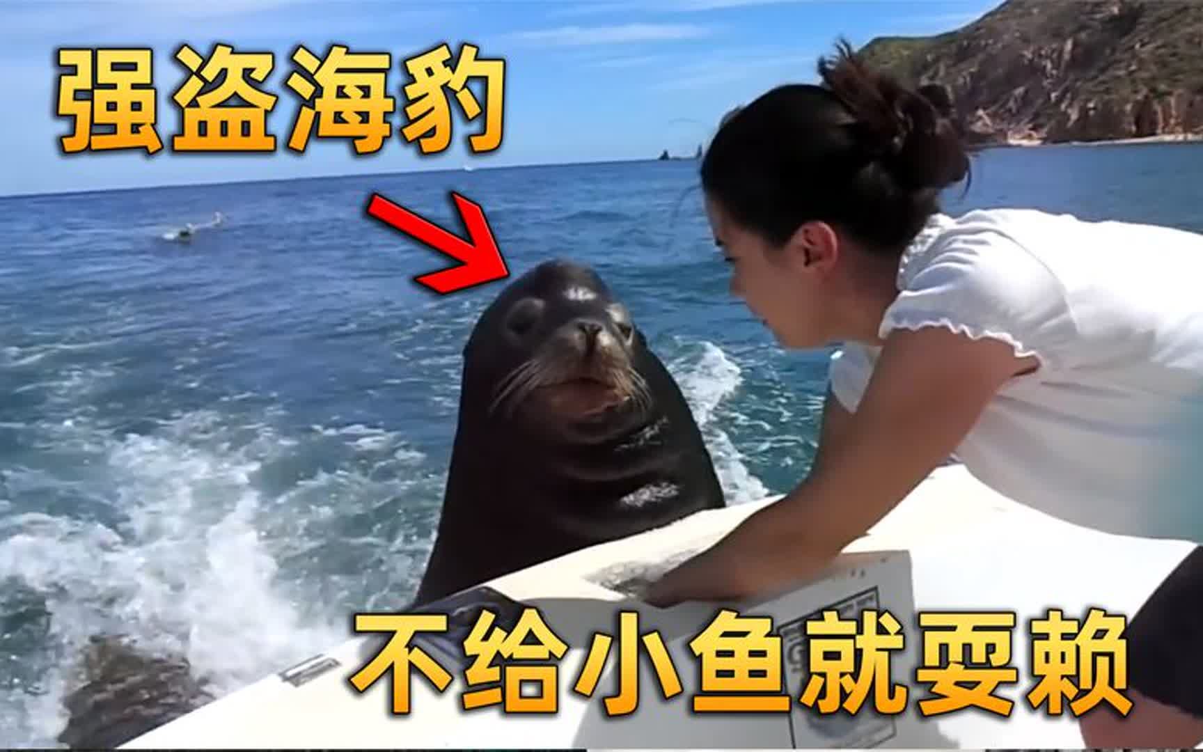 厚脸皮海豹,强制趴到人类船上要鱼吃,如果不给就耍赖