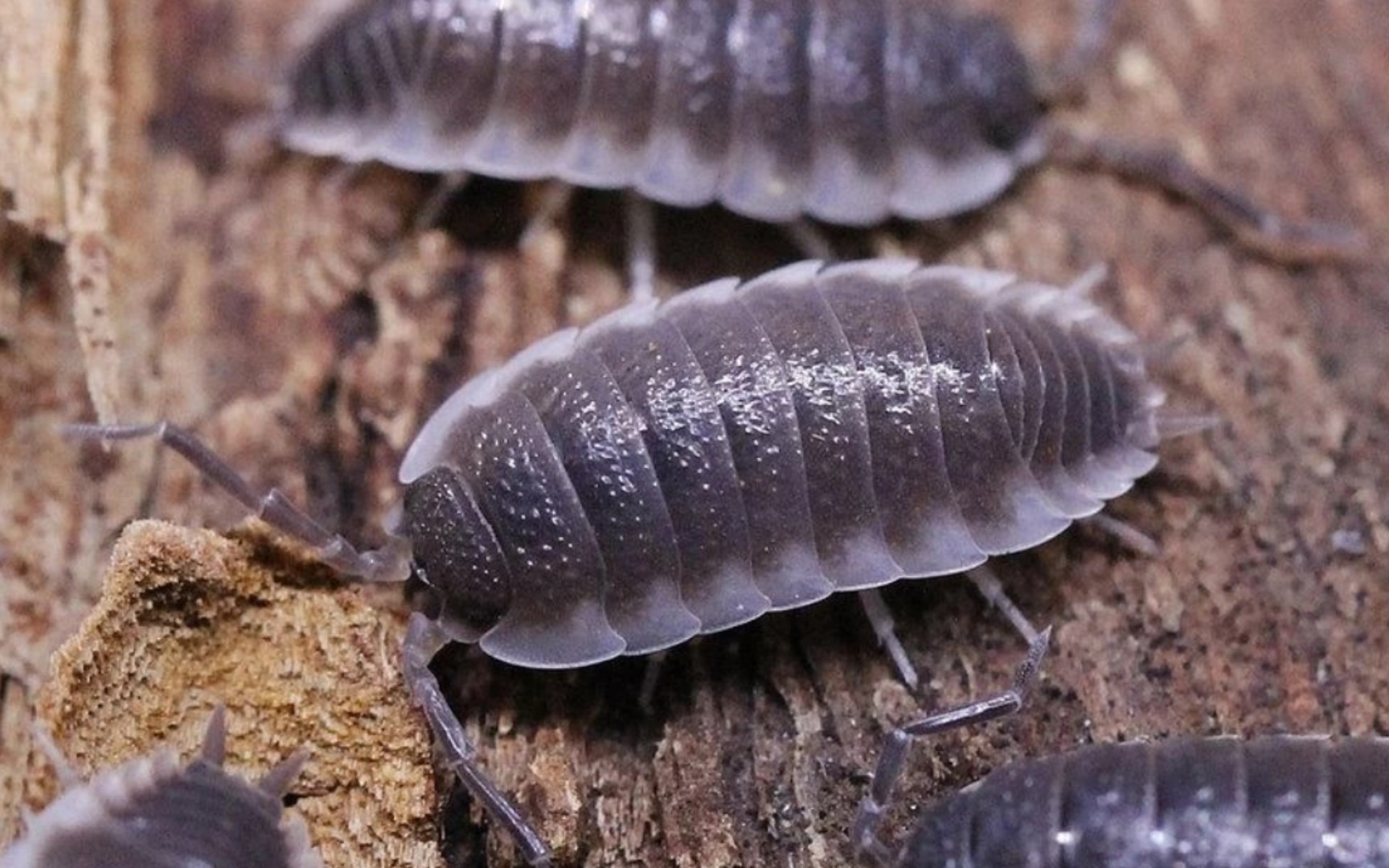 活动  【鼠妇】塞维利亚生宝宝了