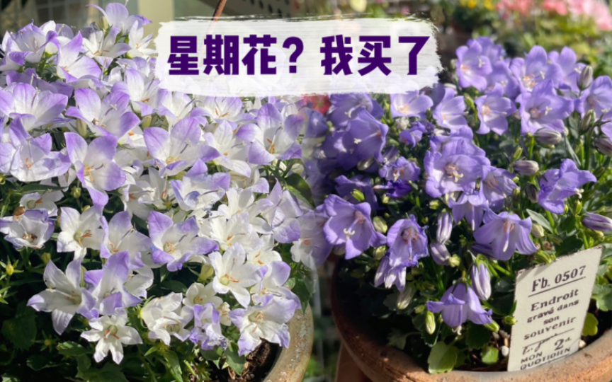 风铃草:传说中的星期花,真实度如何?有后续哔哩哔哩bilibili