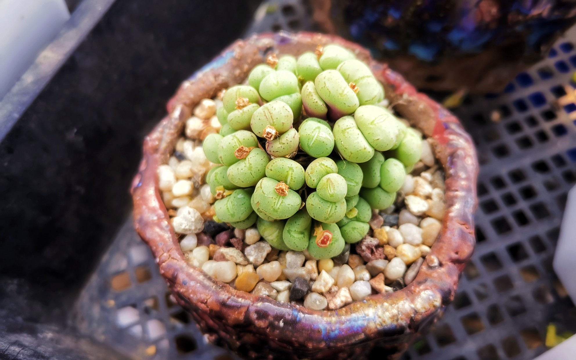 【肉锥】今天给这盆清姬杂做个"剖腹产"手术,加速蜕皮!