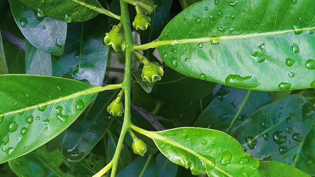巧克力布丁黑柿子保花保果