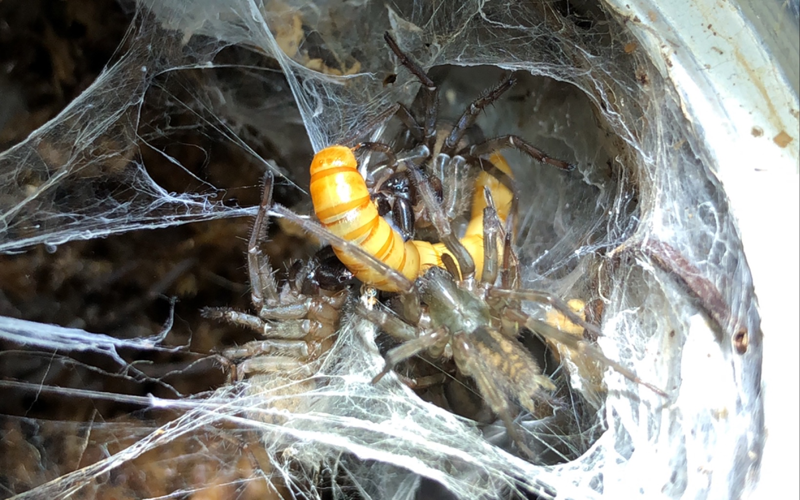 群养蜘蛛～隙蛛宝宝们的共同捕食合集