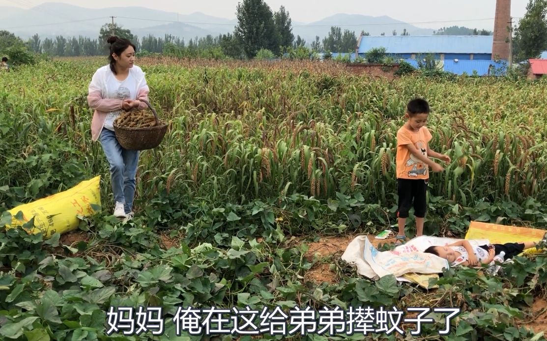 [图]农忙时节婆媳收谷穗, 4岁宝宝酣睡在田边, 6岁哥哥的举动暖人心