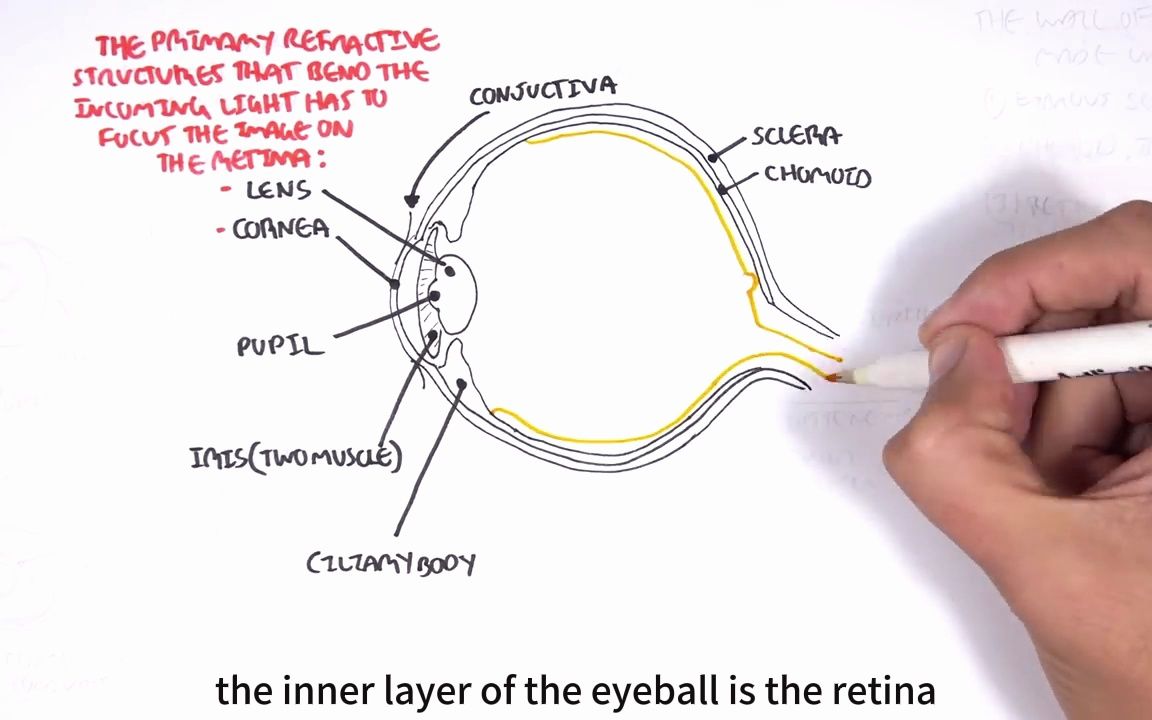 大佬现场手绘讲解眼解剖结构哔哩哔哩bilibili
