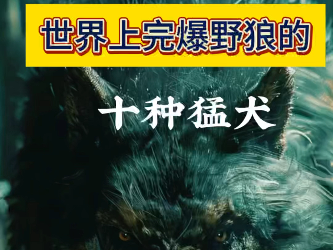 世界上可以完爆野狼的十大猛犬哔哩哔哩bilibili