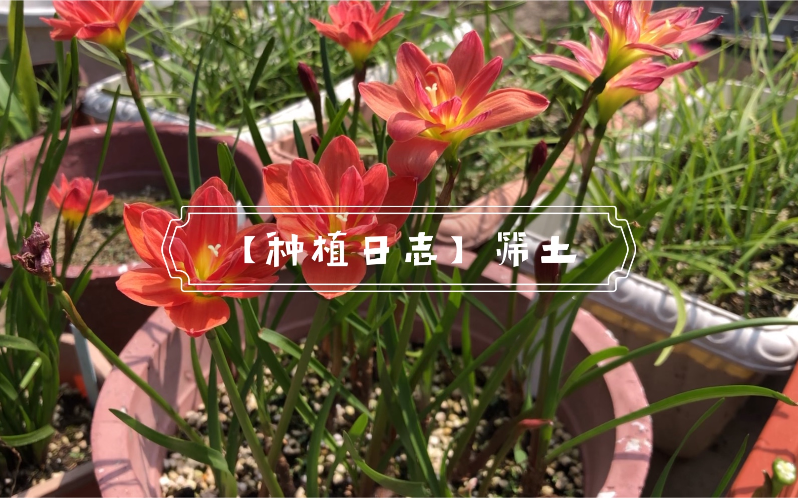 【种植日志】筛土哔哩哔哩bilibili