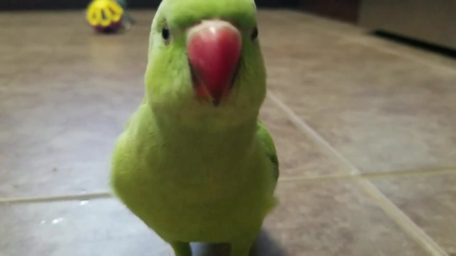 【月轮鹦鹉】小绿太可爱了