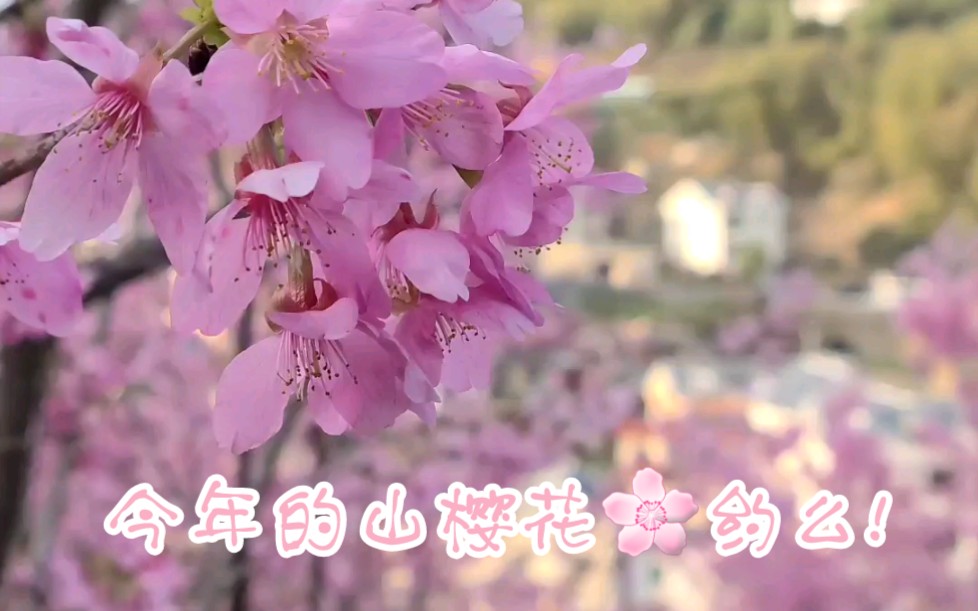 [图]又快到看樱花的季节了