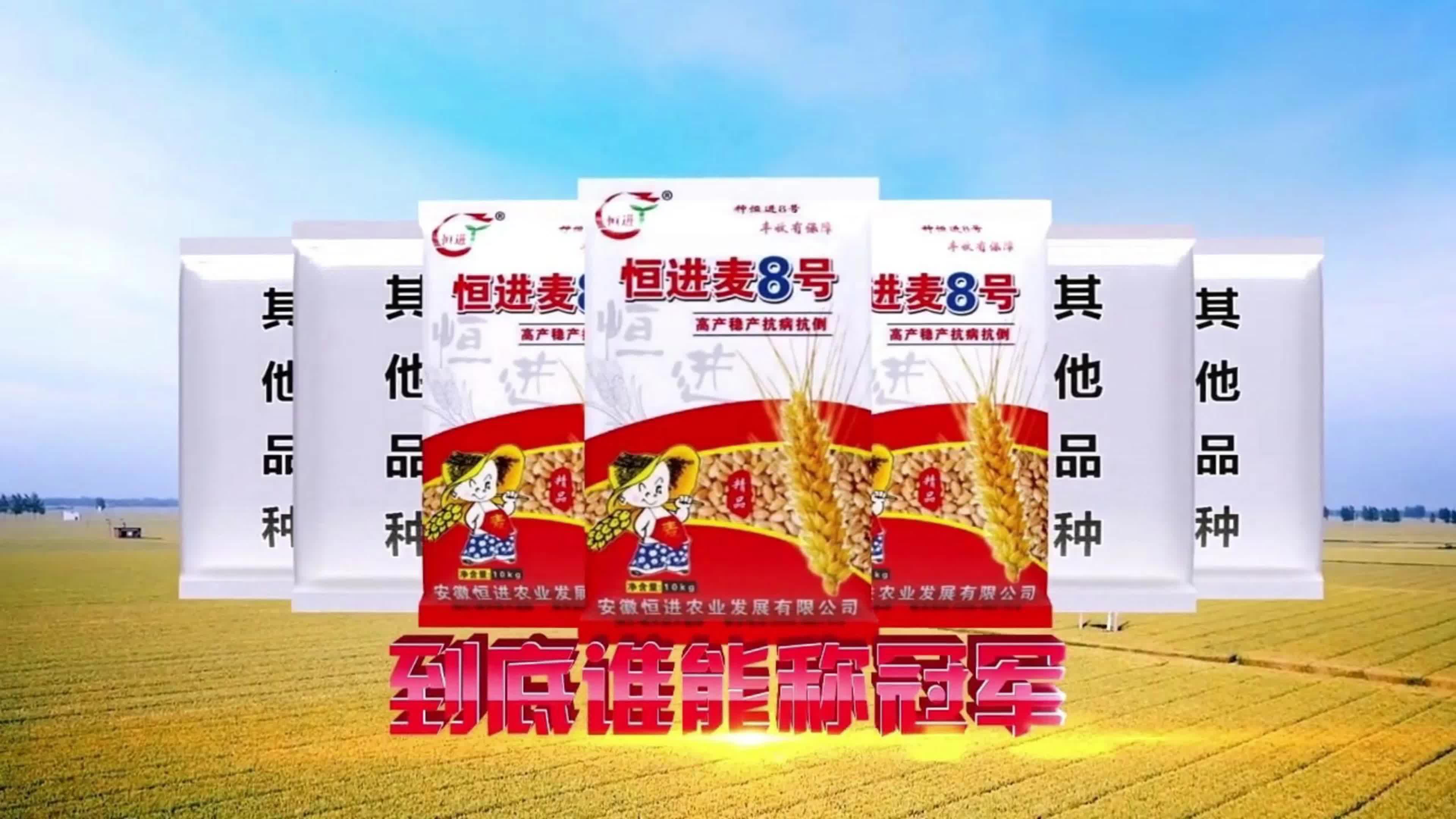 枣乡158小麦品种图片