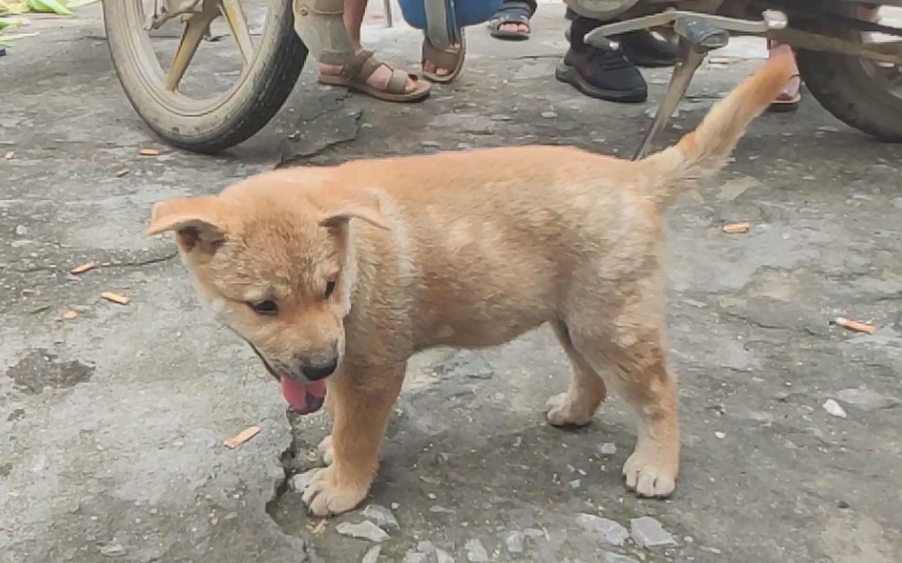 大叔300元买农村小土狗,用手机在网上直接又转手卖了1千元