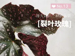 Download Video: 皮革质感的叶片，厚实有光泽，叶背暗红色，叶面点缀着大小不一的粉色斑点，特别皮实好养#一花一草一世界 #好看的花一定要分享给你 #用镜头记录这个盛夏