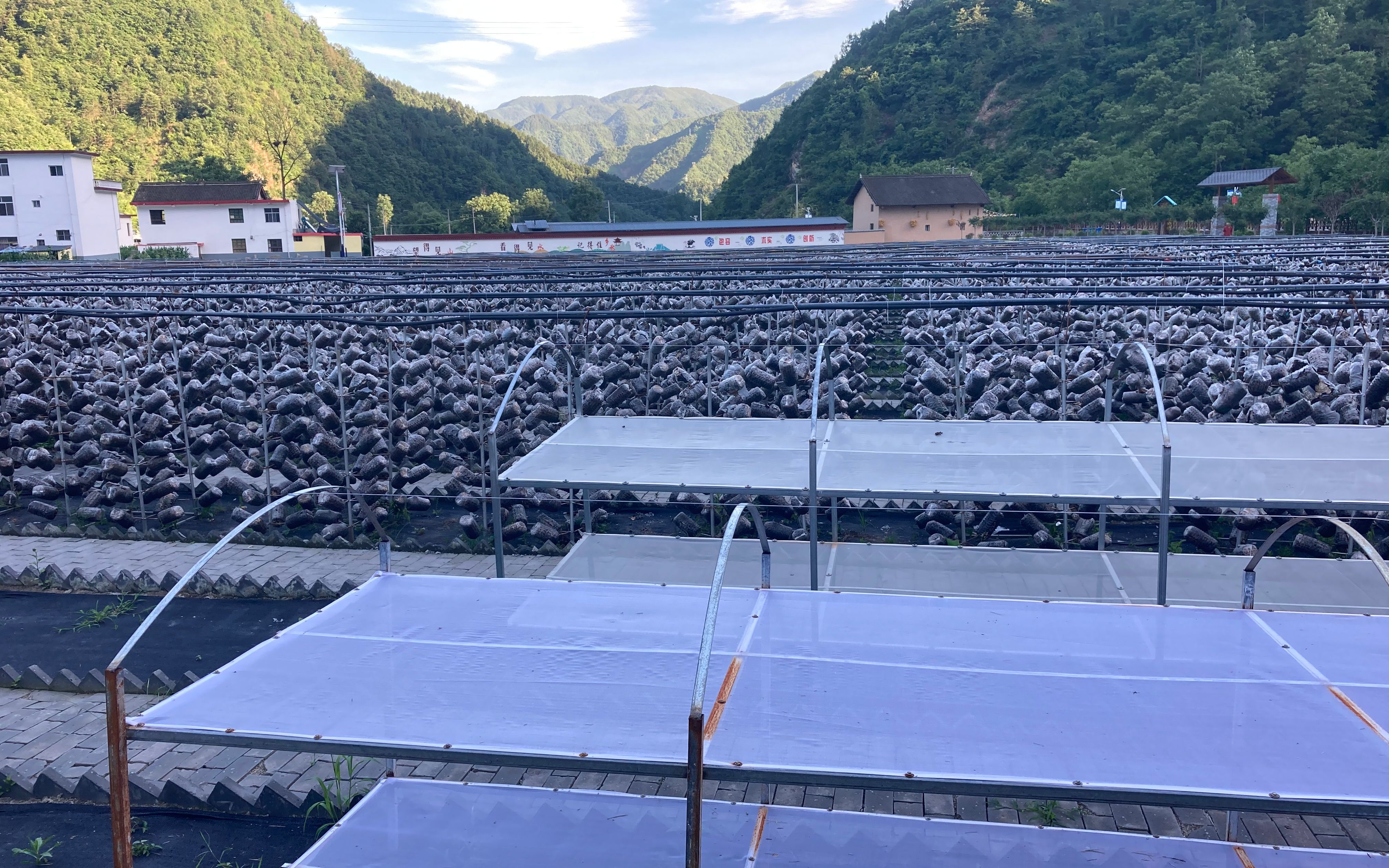 "扶贫之路"调研组视频第一期:陕西柞水县的木耳基地