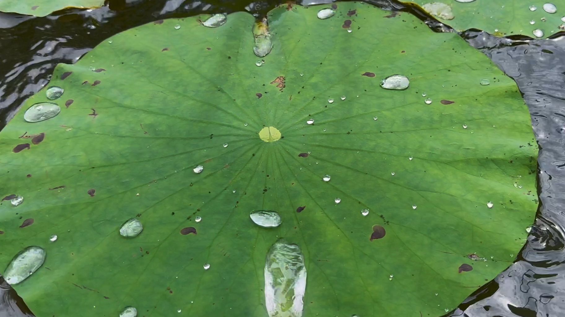 【出游】周末的牧羊湖,一大片白荷花哔哩哔哩bilibili