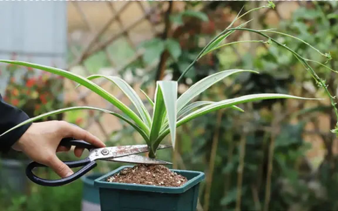 吊兰也能养成"老桩",只需做好"两动作",外形自然更别致