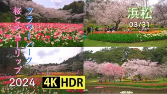 Download Video: 4K-HDR 滨松花卉公园的樱花  2024